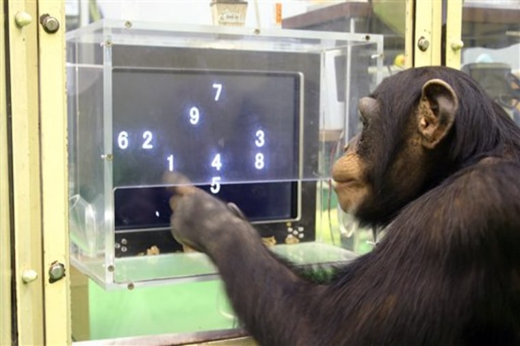 A 5½-year-old chimpanzee named Ayumu performs a memory test with randomly placed consecutive Arabic numerals, which are later masked, accurately duplicating the lineup on a touchscreen computer at Kyoto University in Japan.